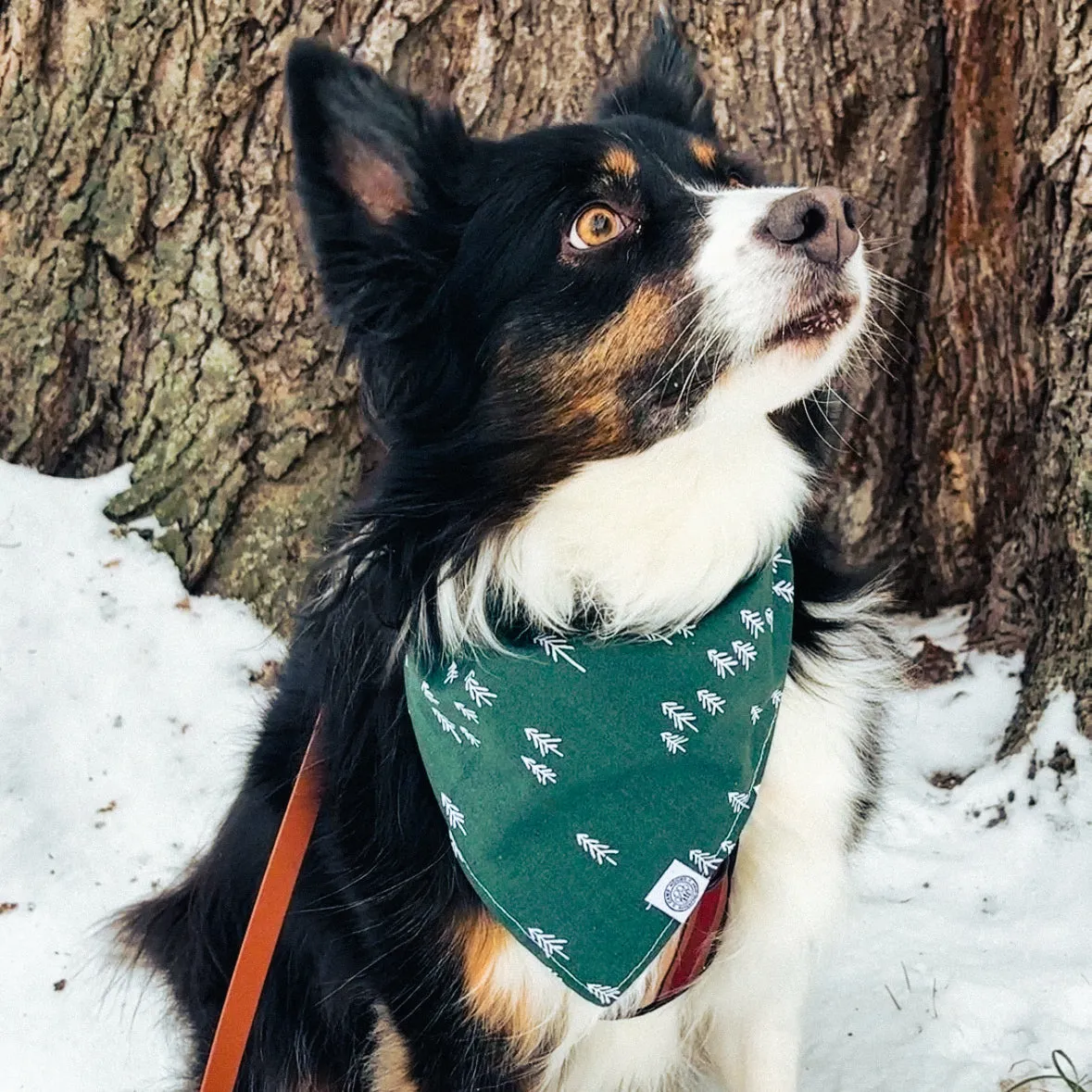 Auggie Bandana