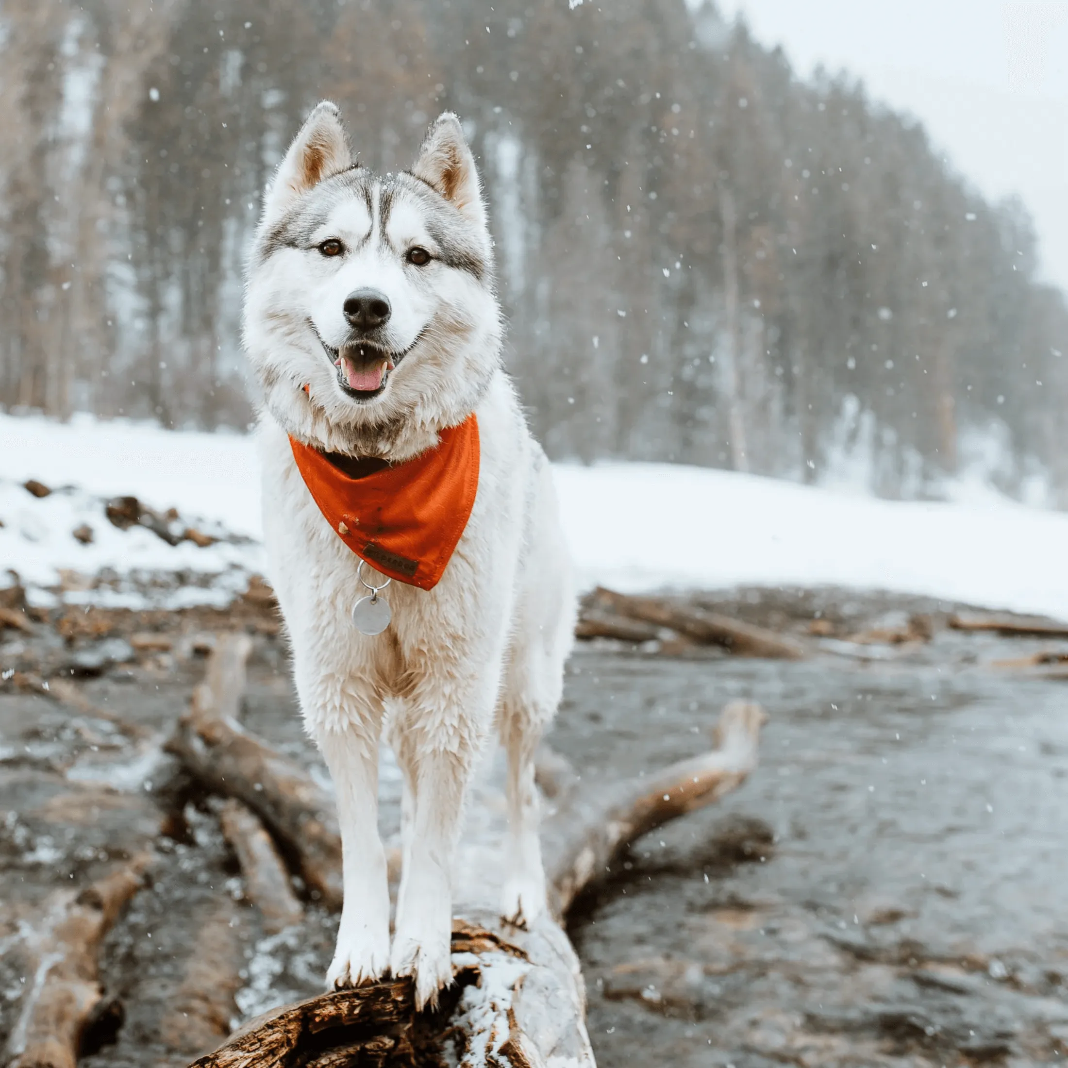 Orange Topo Cooling Bandana