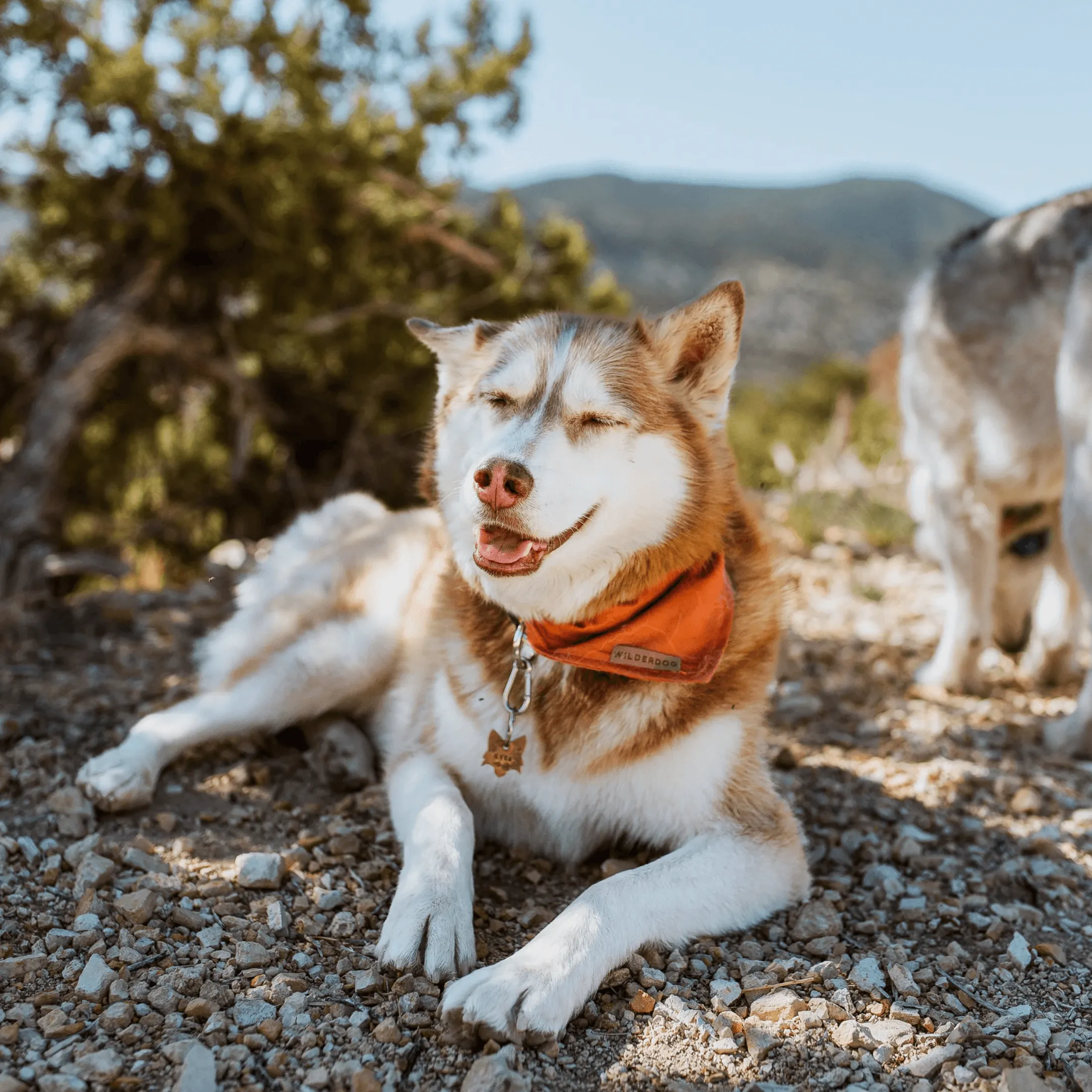 Orange Topo Cooling Bandana